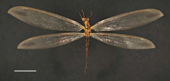 Image of Antlion