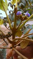 Image of Vitex hypoleuca Schauer