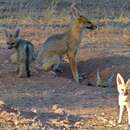 Image of Vulpes chama