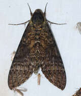 Image of Manduca diffissa (Butler 1871)