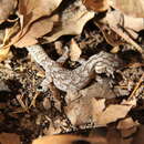 Image of Marbled gecko