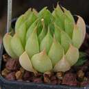 Image of Haworthia mucronata var. rycroftiana (M. B. Bayer) M. B. Bayer