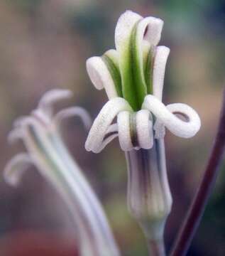 Image of Haworthiopsis rigida (Lam.) Gildenh. & Klopper