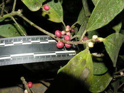 Image of Ficus colubrinae Standl.