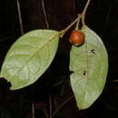 Image of Solanum rupincola Sendtn.