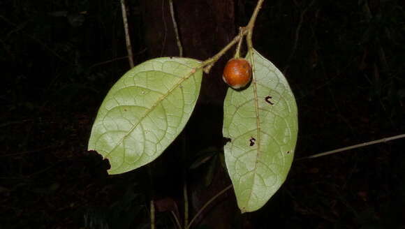 Image of Solanum rupincola Sendtn.