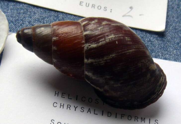 Helicostyla chrysalidiformis resmi