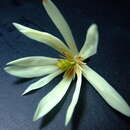 Image of Michelia × alba