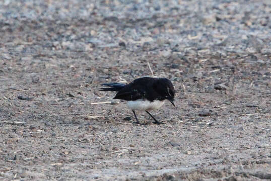 Image of Willie Wagtail