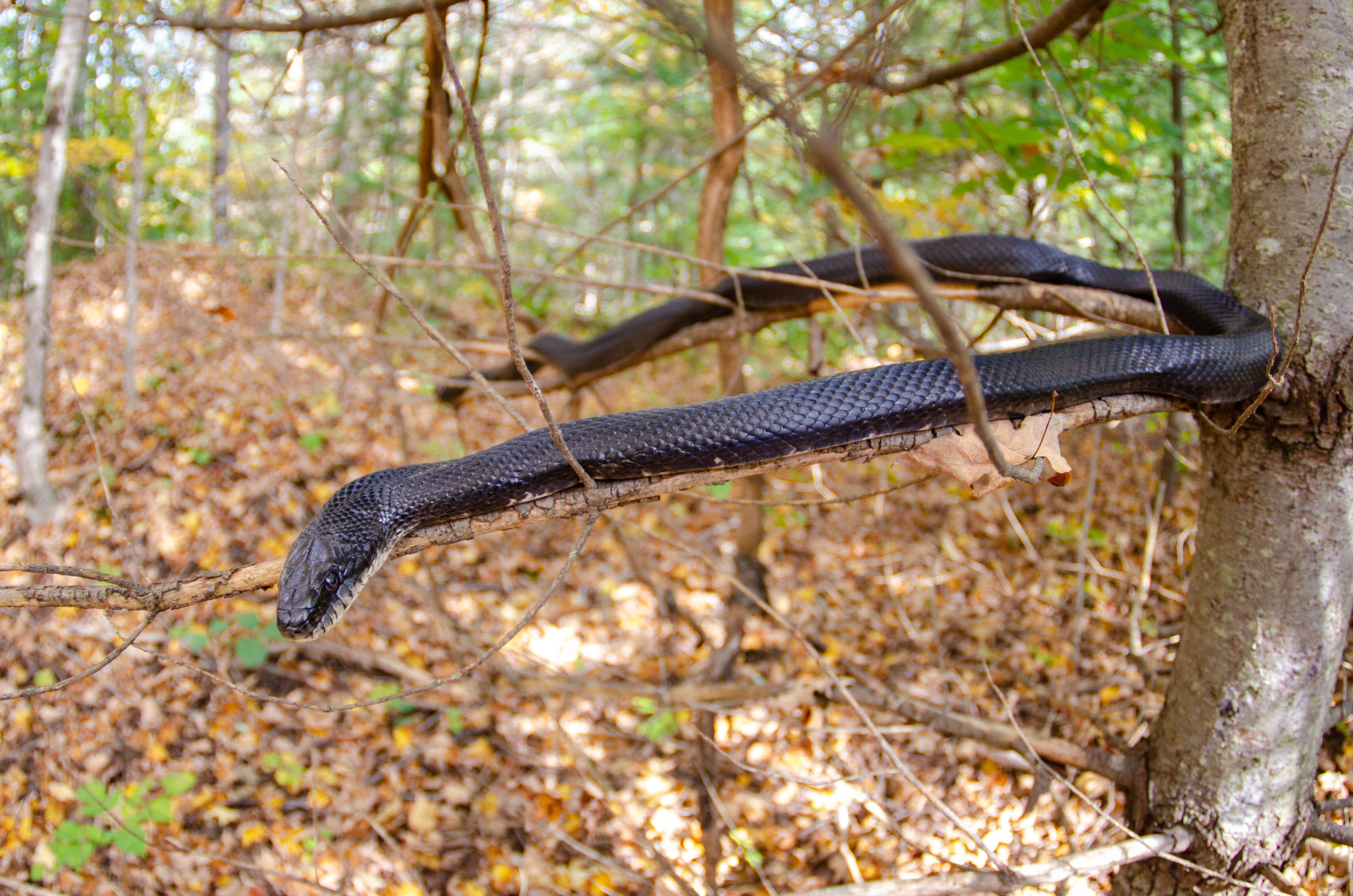 Image of Pantherophis alleghainensis