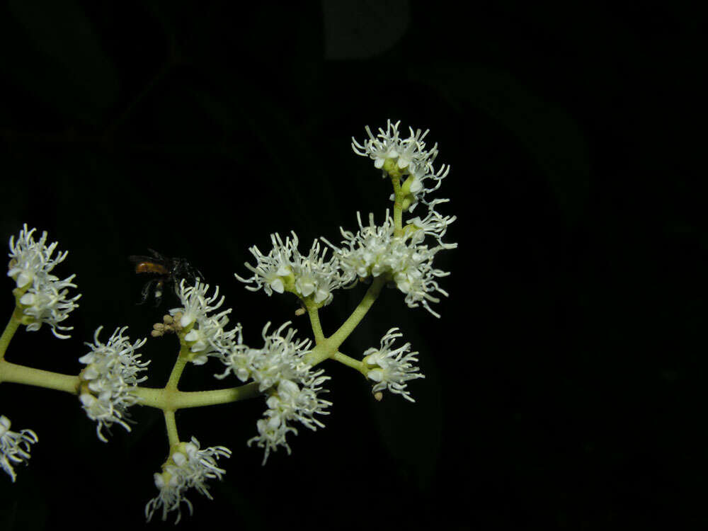 Image of Miconia trinervia (Sw.) D. Don ex Loud.