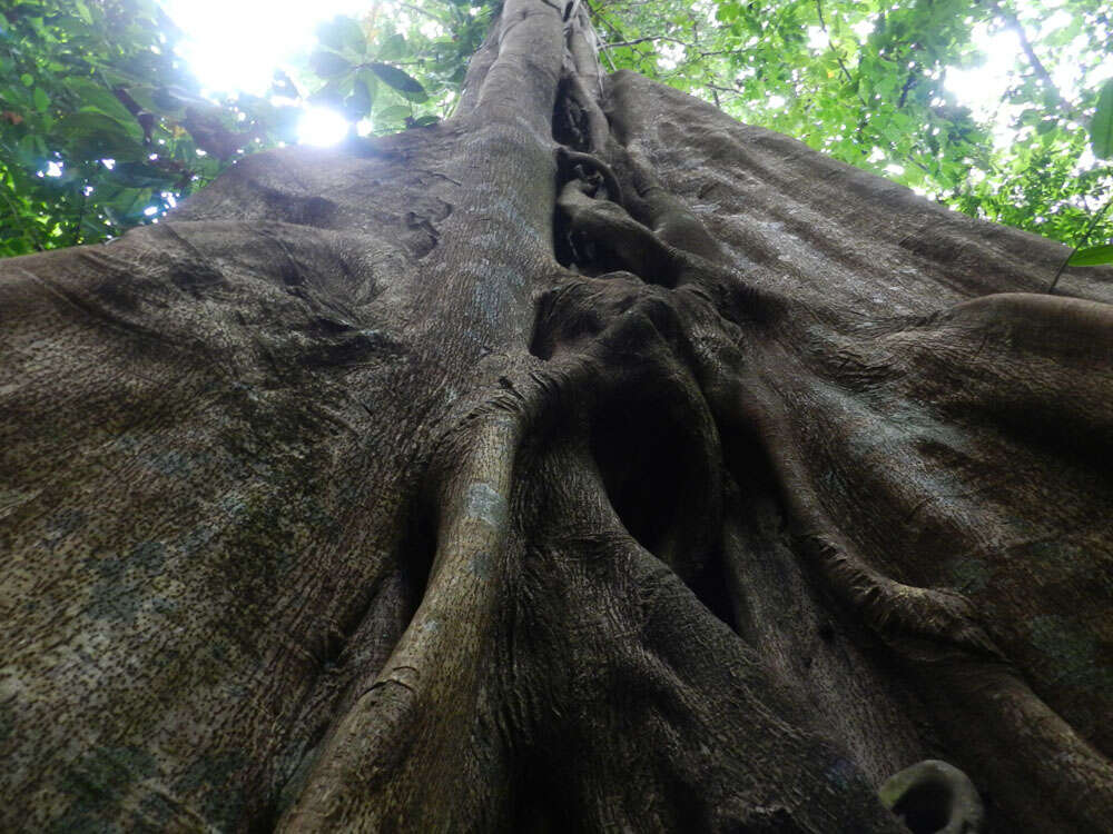 Ficus obtusifolia Kunth的圖片