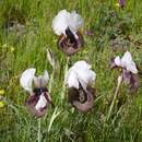 Sivun Iris iberica subsp. elegantissima (Sosn.) Fed. & Takht. kuva