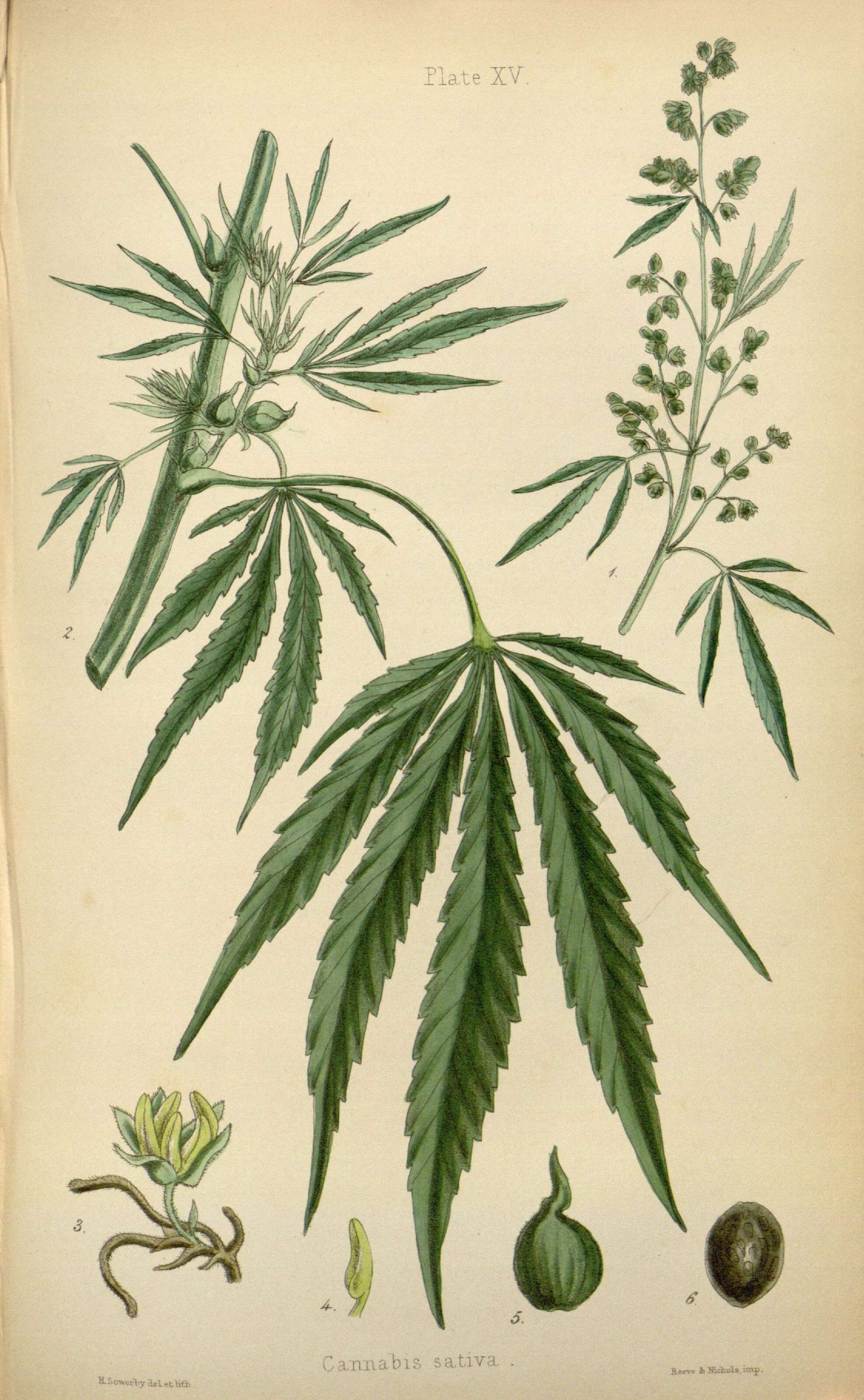 Image of marijuana