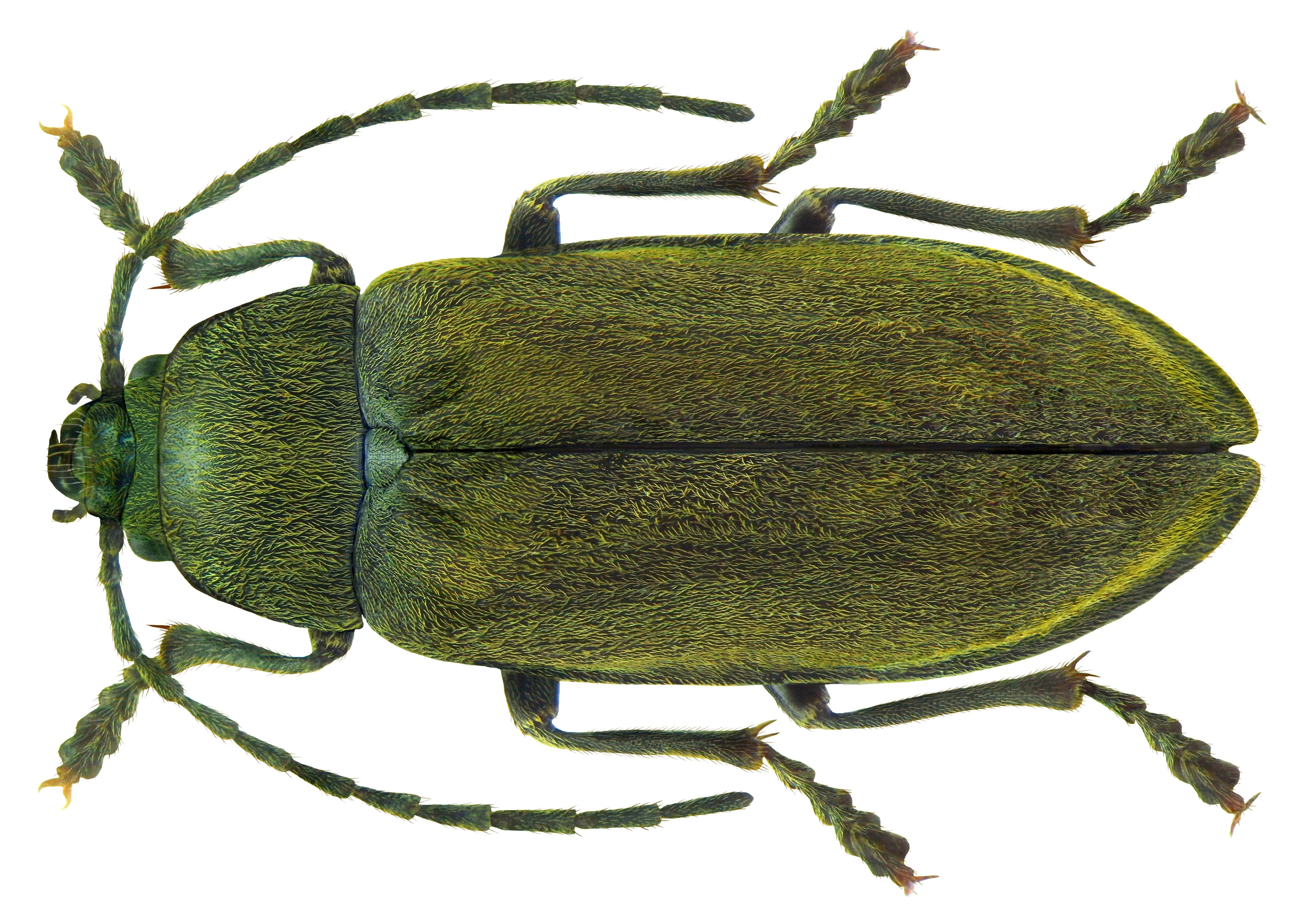 Image of dascillid soft-bodied plant beetles