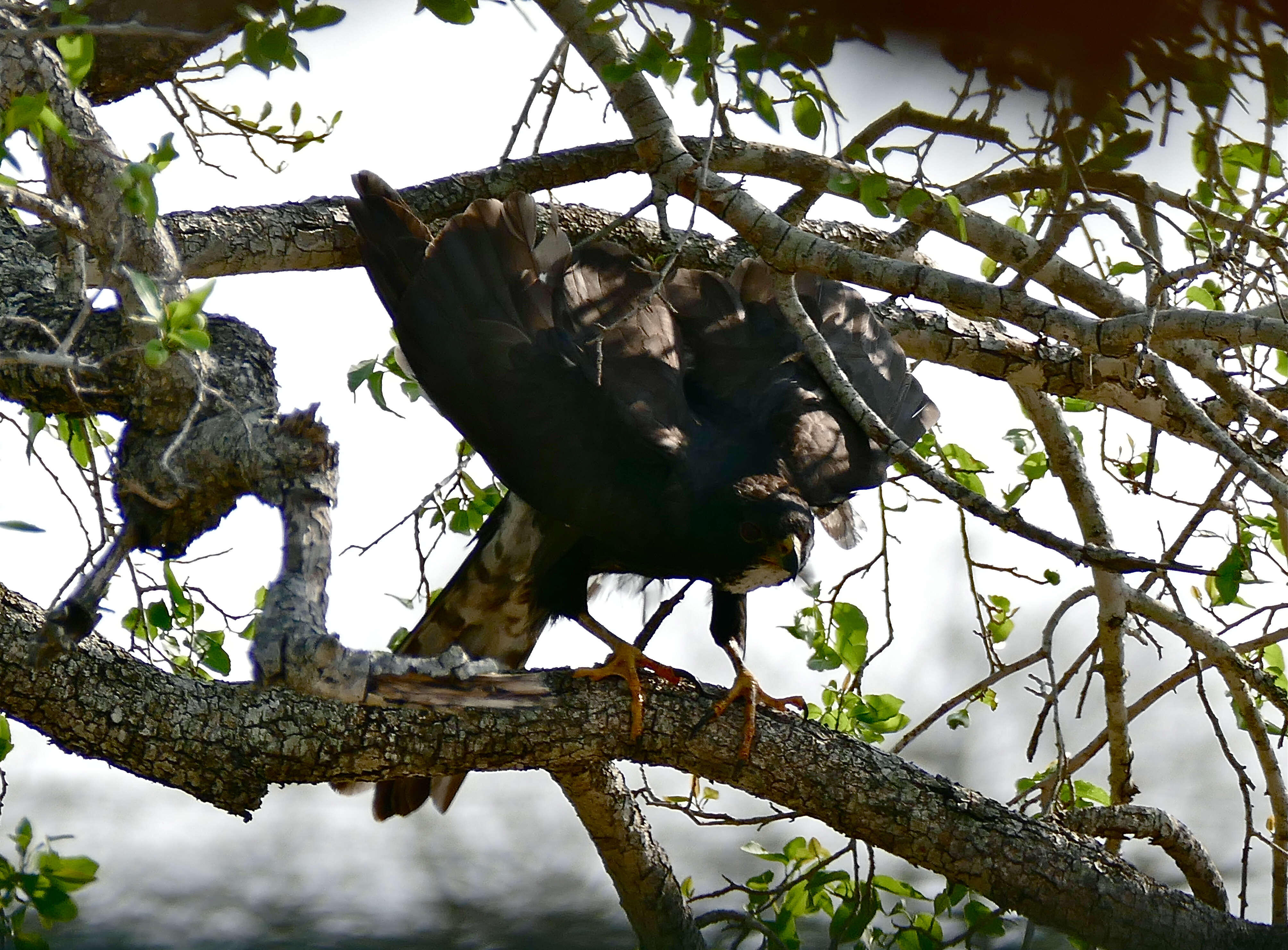 Image of Black Sparrowhawk