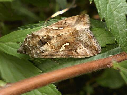 Image of Autographa