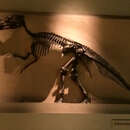 Image de Edmontosaurus annectus