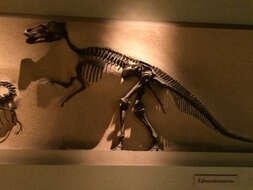 Image of Edmontosaurus Lambe 1917