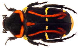 Image of Cetoniinae