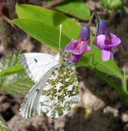 Image of Orangetips