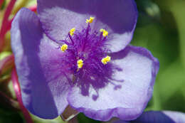 Image of spiderwort