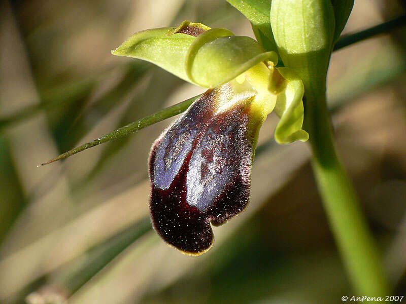 Image of ophrys