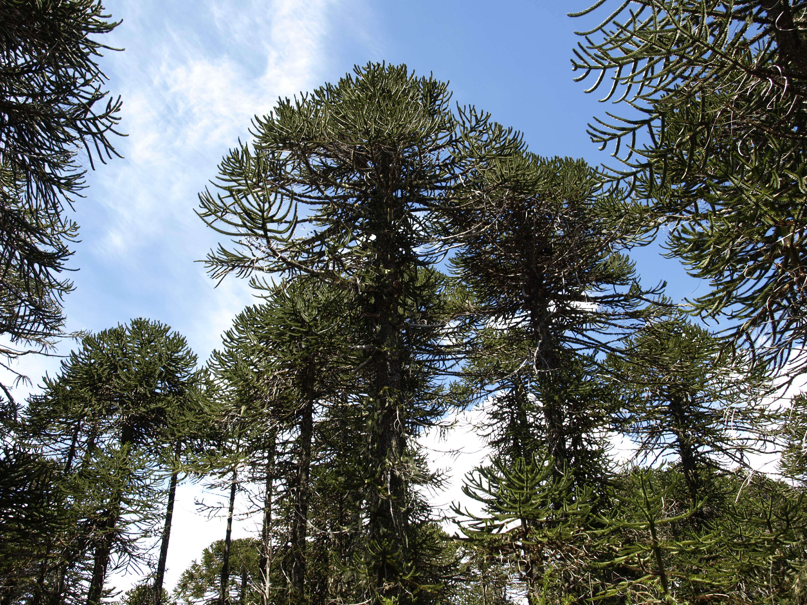 Слика од Araucaria araucana (Molina) K. Koch