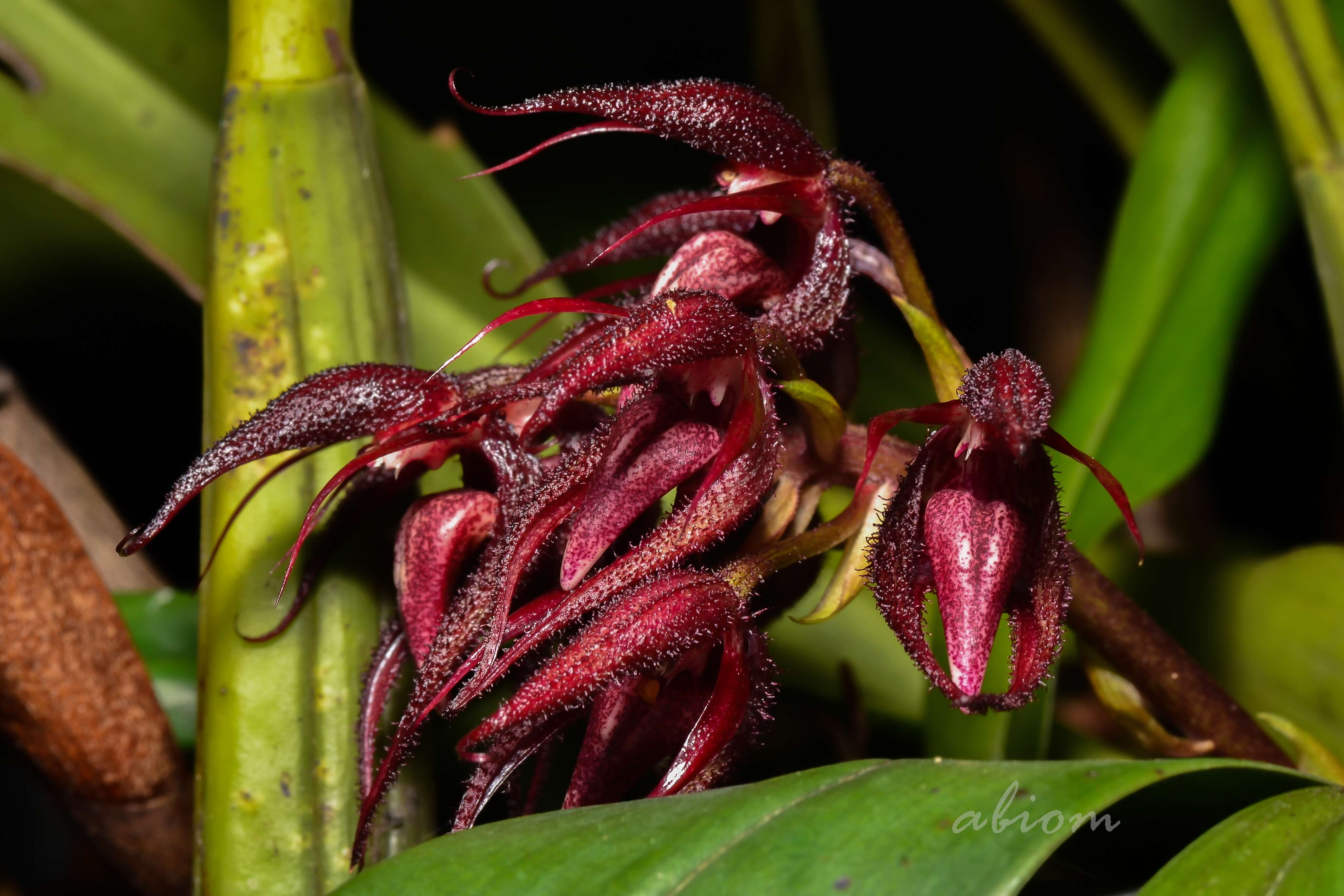 Image of Bulbophyllum lasianthum Lindl.