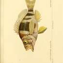 Imagem de Hypoplectrus puella (Cuvier 1828)