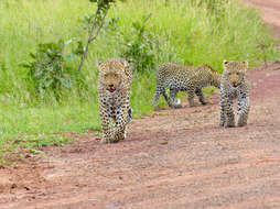 Image of big cats