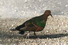 Image of Common Emerald Dove