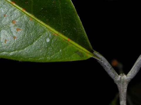 Слика од Salacia multiflora (Lam.) DC.