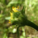 Image of Arizona sunflowerweed