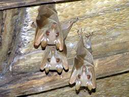 Image of Wahlberg's Epauletted Fruit Bat