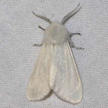 Image of Spilosoma Curtis 1825