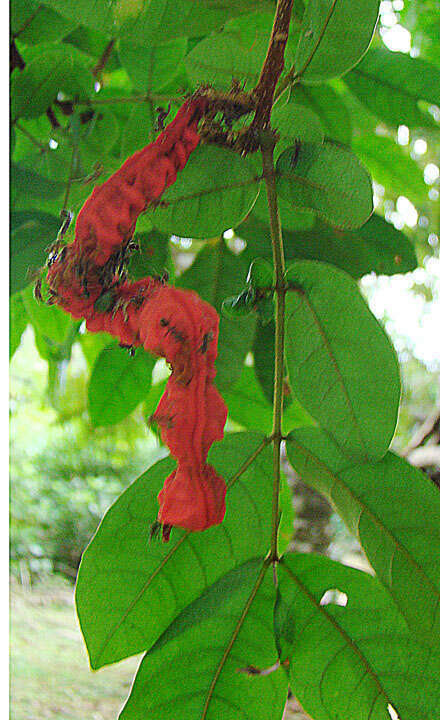 Image of Cojoba rufescens (Benth.) Britton & Rose