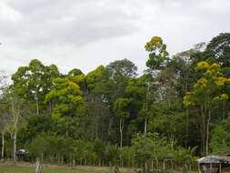 Image of Vochysia guatemalensis J. D. Smith