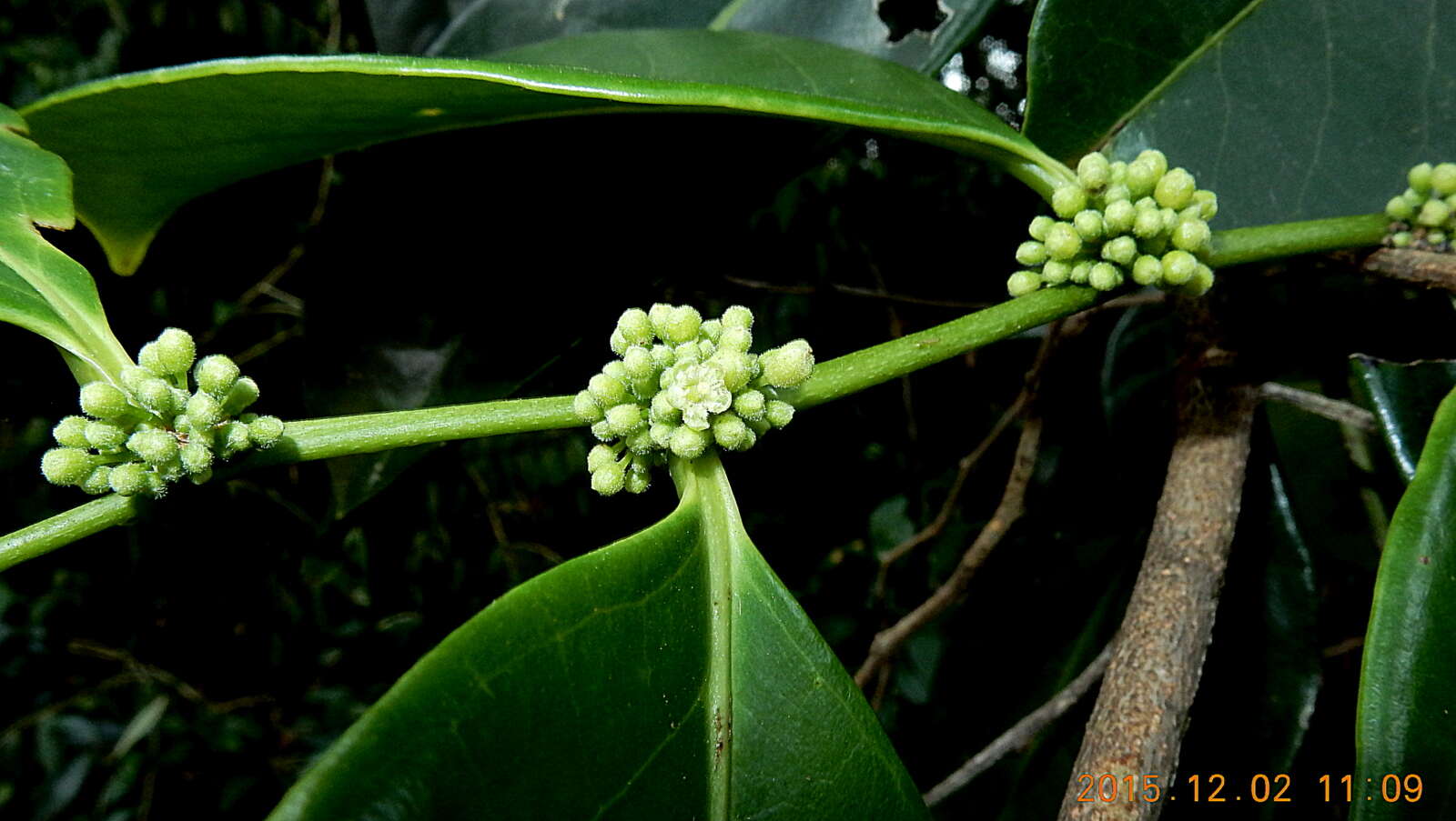 Image of Casearia melliodora Eichler