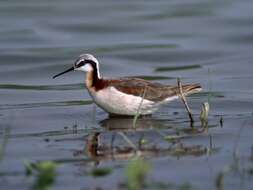 Image of Wilson's Phalarope