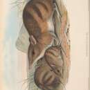 Perameles gunnii Gray 1838 resmi