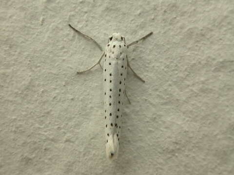 Image of Bird-cherry Ermine