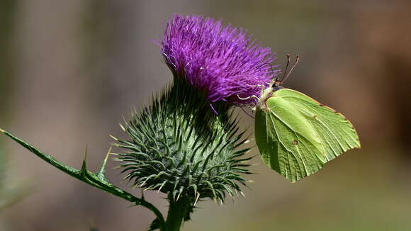 Image of Brimstones