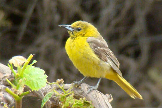 Imagem de Icterus cucullatus Swainson 1827