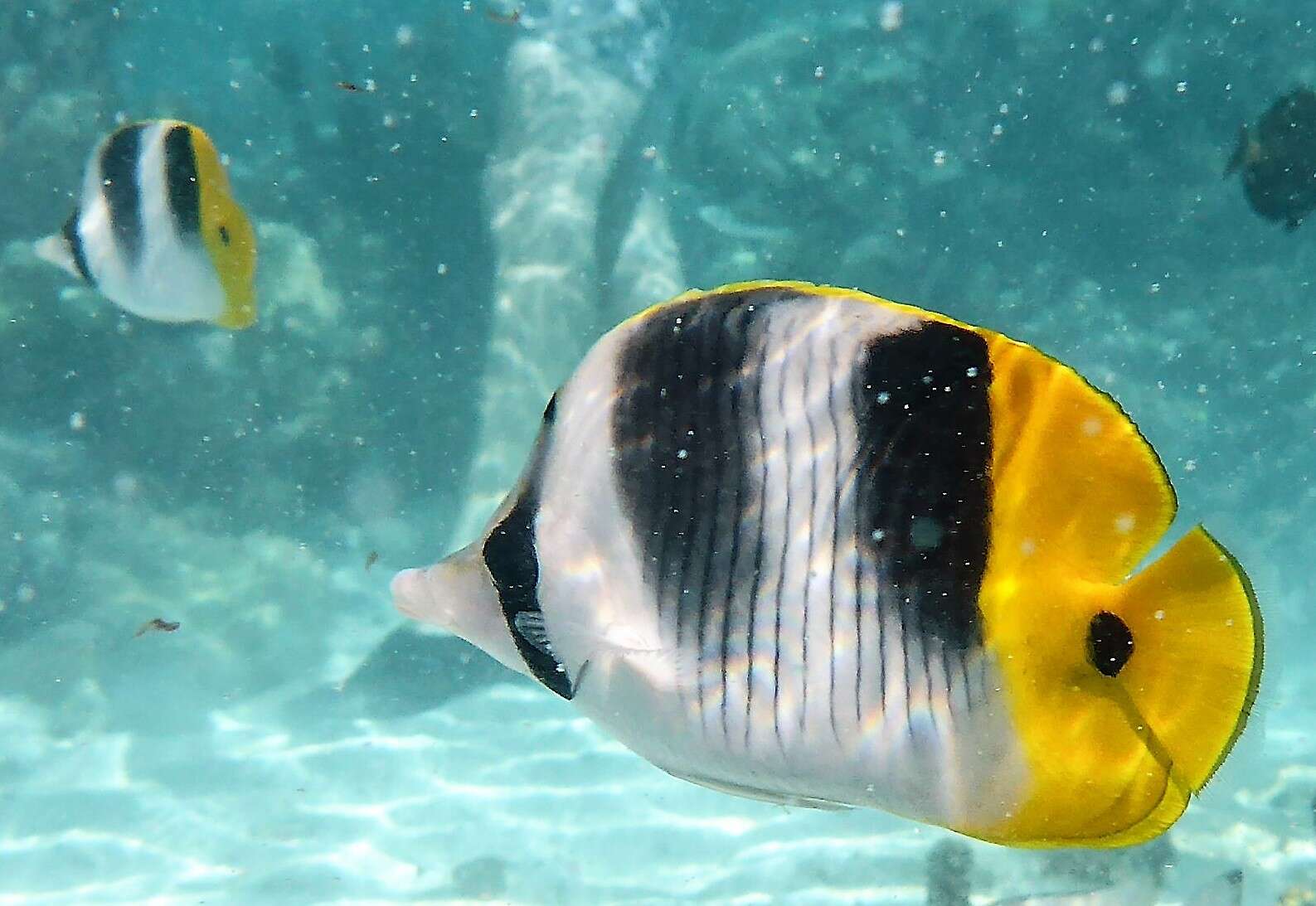 Image of Pacific Double-saddle Butterflyfish