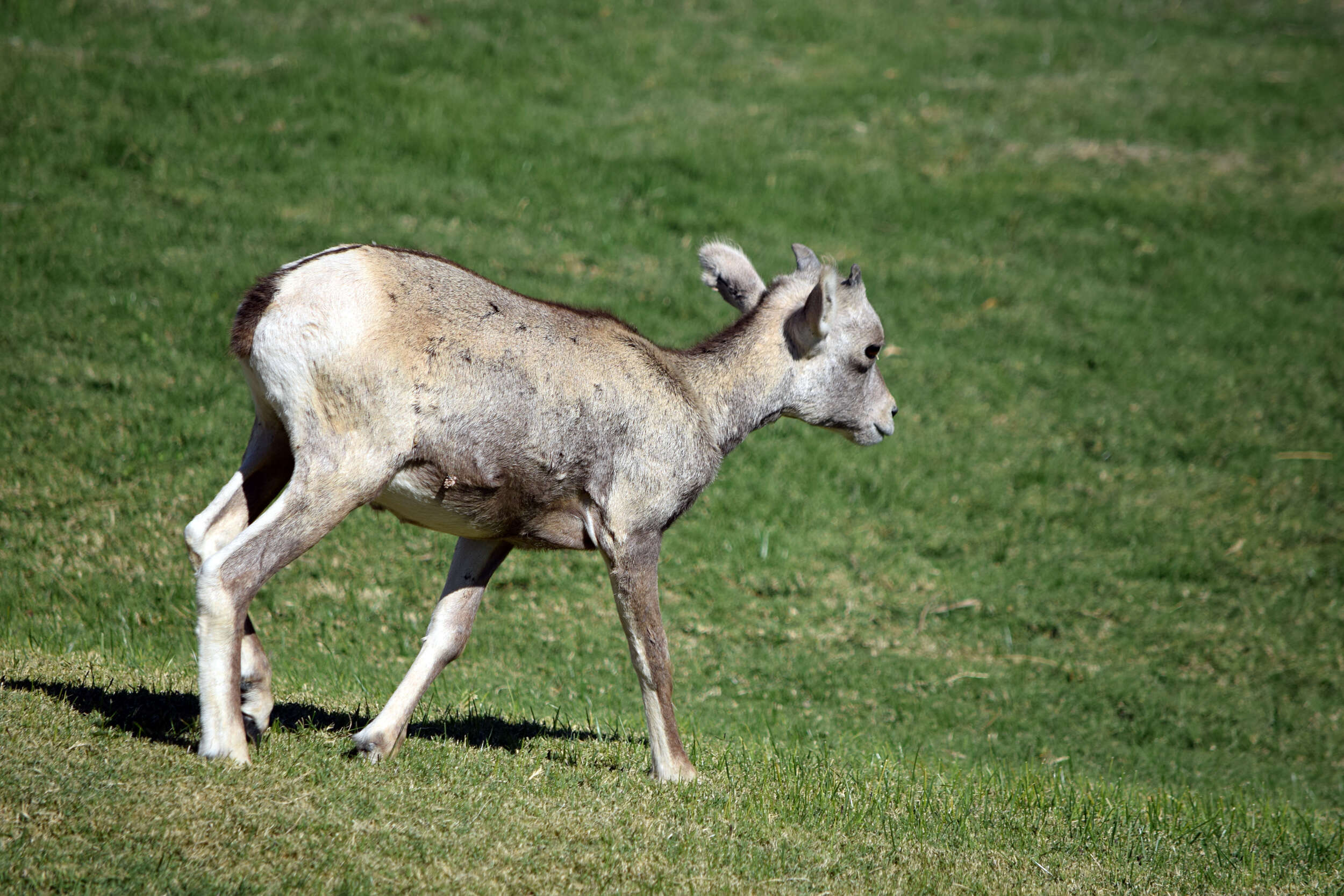 Image de Mouflon D'Amérique