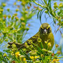Image of Forest Canary