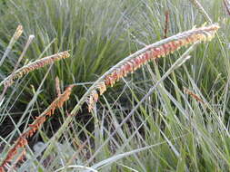 Image of gamagrass