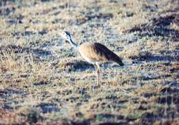 Image of White-bellied Bustard