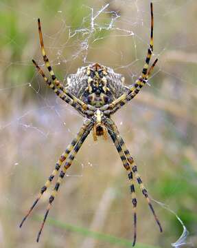 Image of Argiope lobata (Pallas 1772)